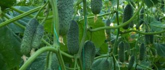 Madrilene cucumbers