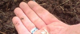Огурцы «Машенька f1» могут выращиваться посредством прямого посева семян на гряды