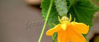 Murashka F1 cucumbers do not produce empty flowers