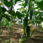 Murashka f1 cucumbers in the greenhouse