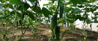 Murashka f1 cucumbers in the greenhouse
