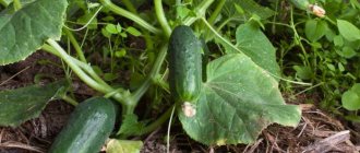 predecessor cucumbers,