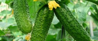 cucumbers grow