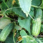 Cucumber varieties are well adapted to the climatic conditions of individual regions