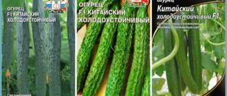 Cucumber variety Chinese cold-resistant f1: cultivation and care features, pros and cons, photos