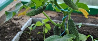Cucumbers in a greenhouse
