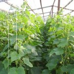 Cucumbers in a greenhouse