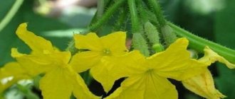 Cucumbers True friends: description and characteristics of the variety, the opinion of gardeners with photos