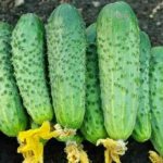 Cucumbers Cheerful family f1