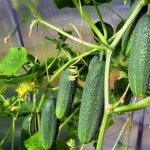 Cucumbers growing and care