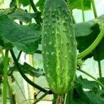 Zadavak&#39;s cucumbers f1