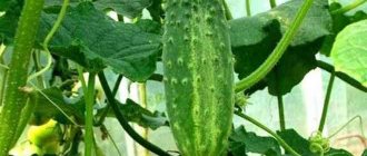 Zadavak&#39;s cucumbers f1