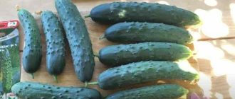 Cucumbers Zozulenok