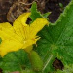 Cucumber “Balcony Miracle f1” is a self-pollinating variety