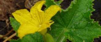 Cucumber “Balcony Miracle f1” is a self-pollinating variety