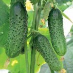 Barvina cucumber introduction