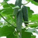 Emelya cucumber introduction
