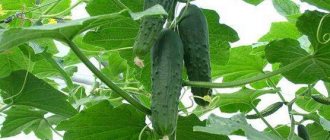 Emelya cucumber introduction