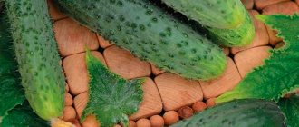 Cucumber Emerald Placer f1 description reviews photos planting and care