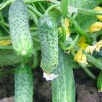 Cucumber Quadrille F1: pros and cons of a productive hybrid, growing rules for a good harvest