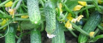 Cucumber Quadrille F1: pros and cons of a productive hybrid, growing rules for a good harvest