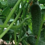 Cucumber Madita F1 - description and characteristics of an ultra-early variety