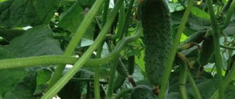 Cucumber Madita F1 - description and characteristics of an ultra-early variety