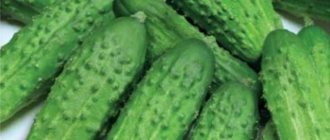 Cucumber Boy with Thumb F1: reviews, photos, description
