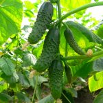 Cucumber Masha: description of the variety, photos and reviews of the productive hybrid