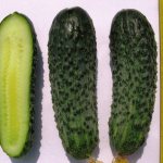 Cucumber monisia introduction