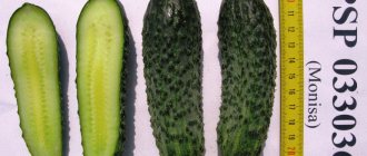 Cucumber monisia introduction