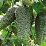 Cucumber variety Berendey F1