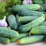 Pickling cucumber
