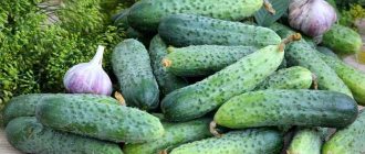 Pickling cucumber