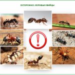 Dangerous ants in a greenhouse