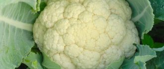 Description of cauliflower variety Freedom F1