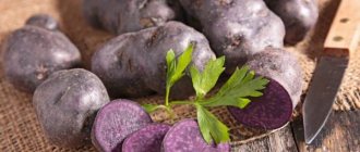 Описание фиолетовых сортов картофеля