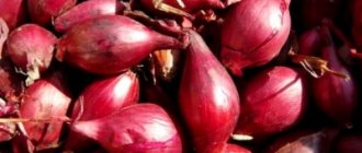 Description, characteristics and features of growing onions of the Rosanna variety