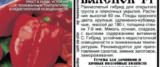 Описание и характеристика перца Сибирский валенок F1, отзывы, фото