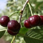 Description and list of the best cherry varieties for the Leningrad region