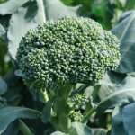 Description of broccoli Marathon f1