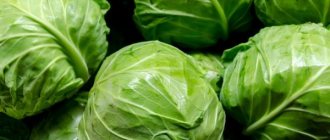 Description of cabbage variety Novator