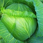 Description of cabbage variety Russian Size