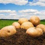 Description of potatoes Kemerovo