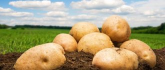 Описание картофеля Кемеровчанин