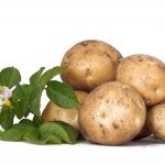 Описание картофеля сорта Барин
