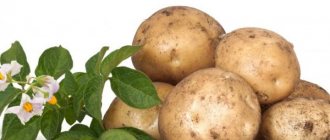Description of potato variety Barin