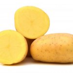 Description of the Triumph potato