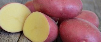 Описание клубней картошки сорта Ред Скарлет