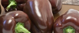 Описание перца Сладкий шоколад